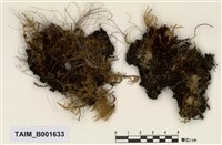 藏品(細葉金髮苔)的圖片